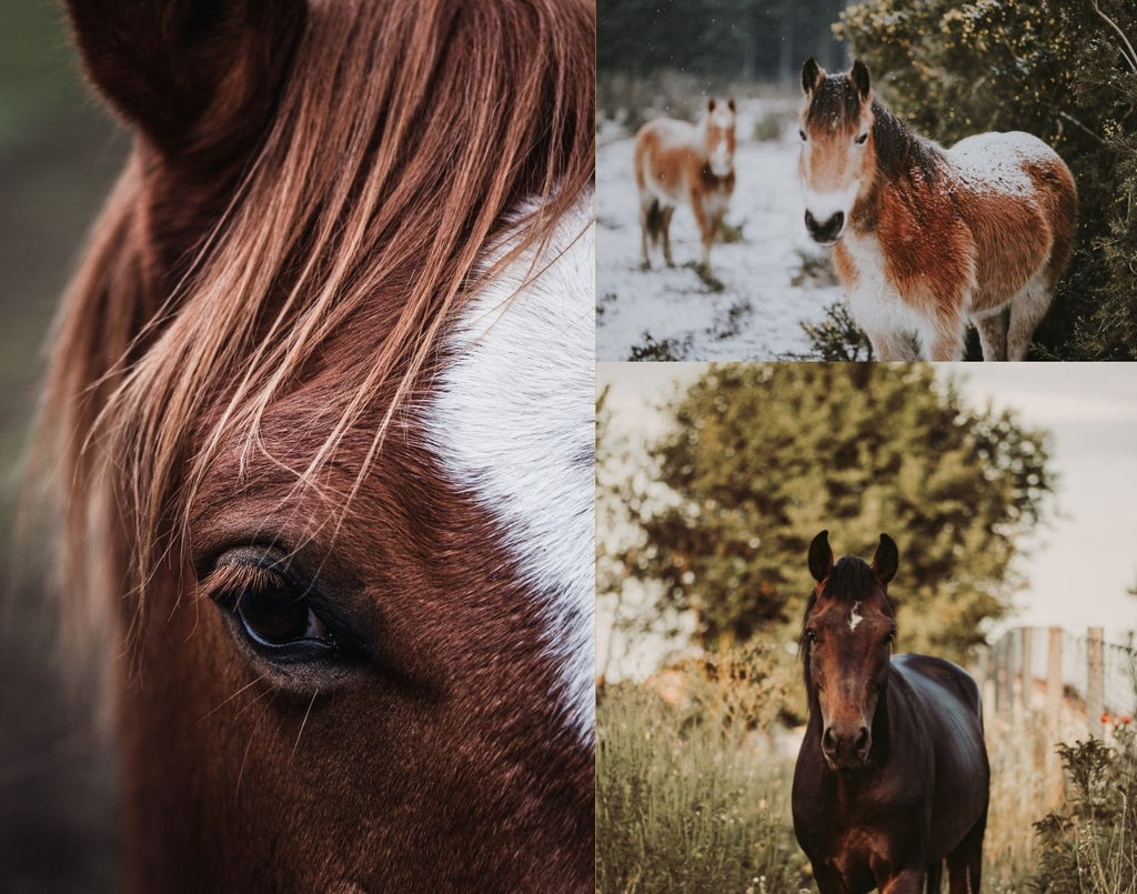 7 Life Lessons From A Horse