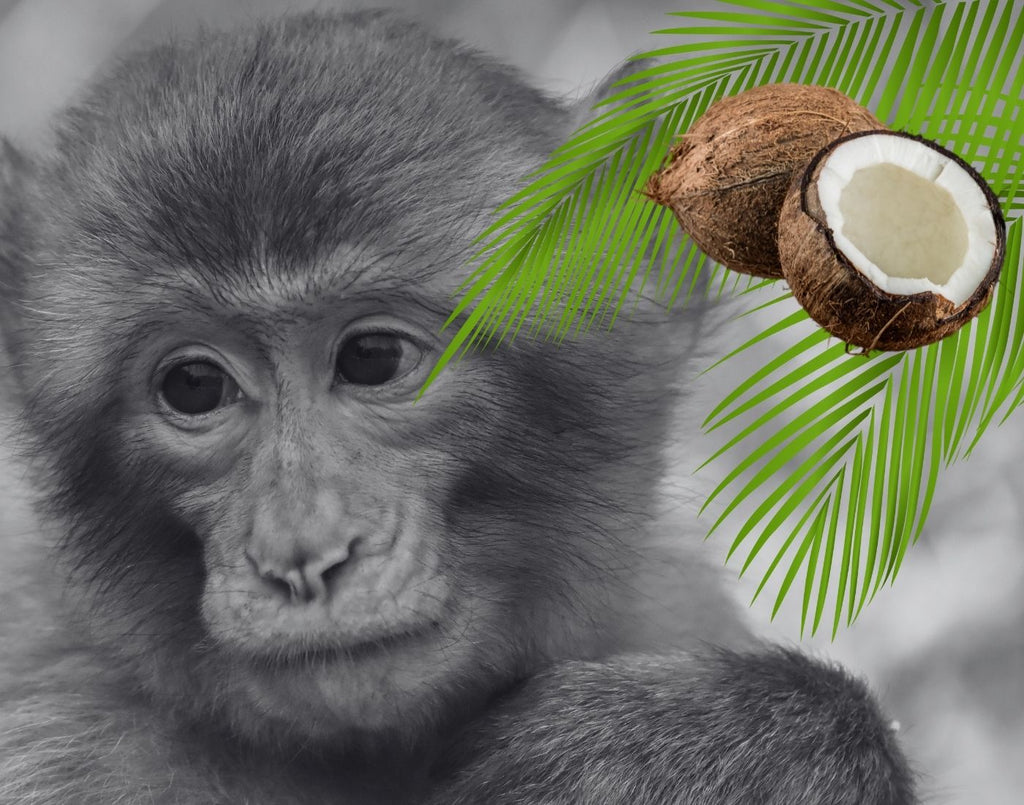 Monkeys Pick Coconuts: The Truth Behind Our Favourite Coconut Brands