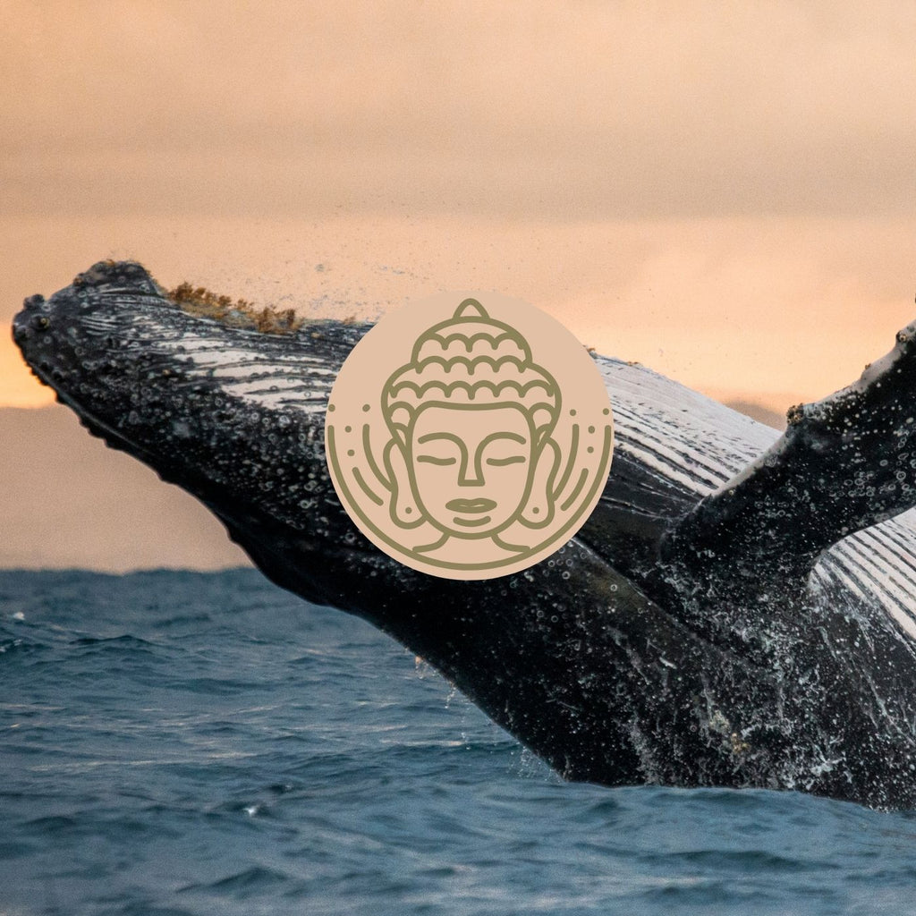 A Relaxing Guided Meditation For Sleep With Whales